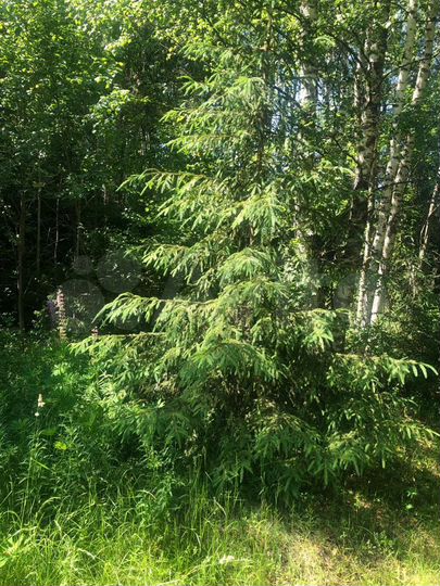 Участок 10 сот. (СНТ, ДНП)