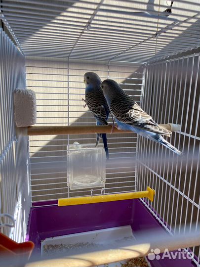 Волнистый попугай