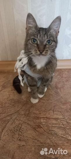 Кошка в дар