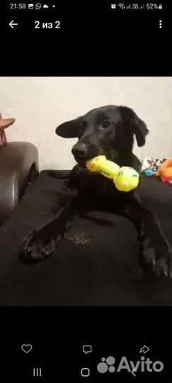 Собака Айрон