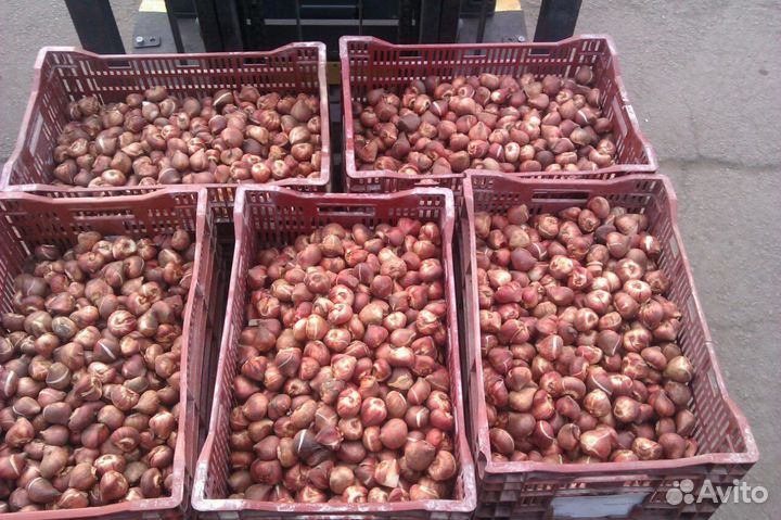 Луковица тюльпанов оптом 12;14+для выгонки