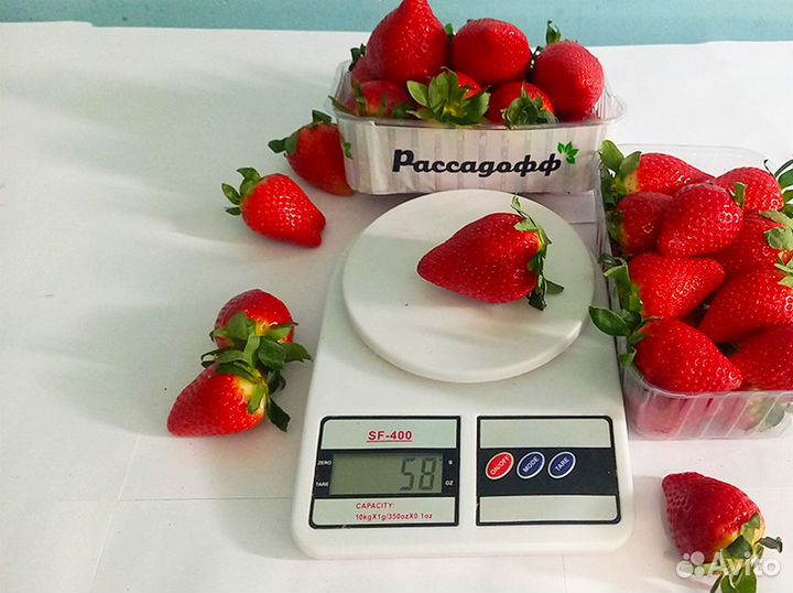 Рассада клубники. Оптом от 128 шт