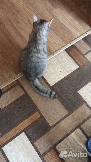 Кошечка в добрые руки