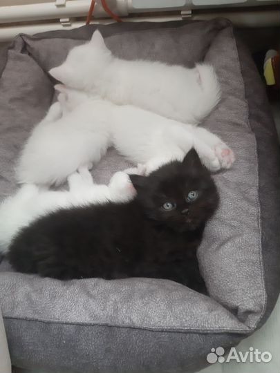 Британская