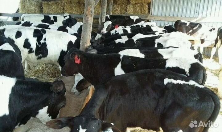 Бычки на откорм