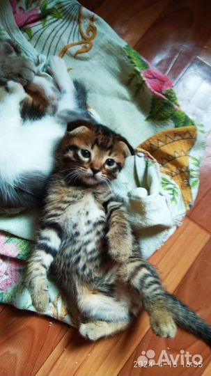 Кошки в добрые руки