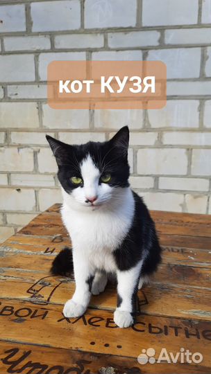 Коты бесплатно