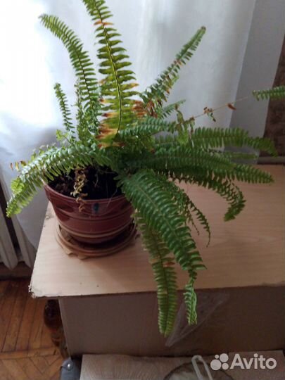 Папоротник нефролепис, декабрист, золотой ус