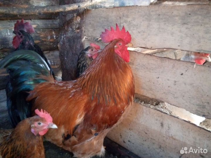 Молодые петухи