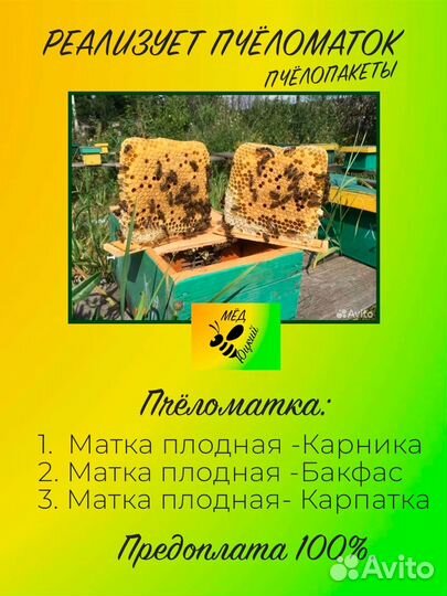 Матки пчелы карника