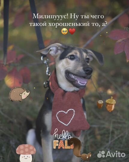 Щенок в добрые руки