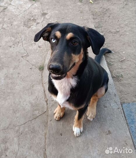 Щенок мальчик