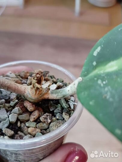 Хойя обовата вар,ан 049