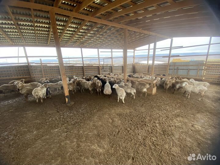 Ярки и баранчики