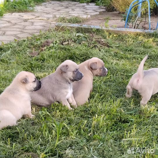 Щенки питбуля