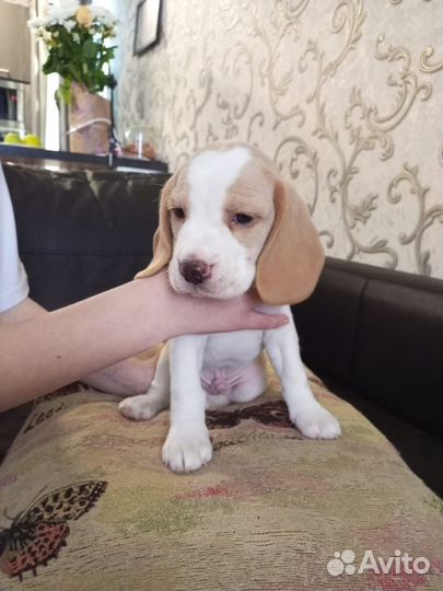 Щенки бигль