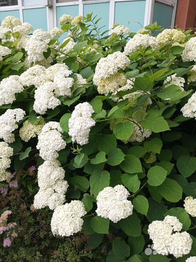 Цветы и кустарники многолетние