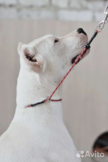 Подрощенные щенки Аргентинского дога