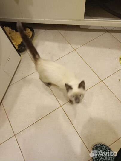 Тайская кошечка