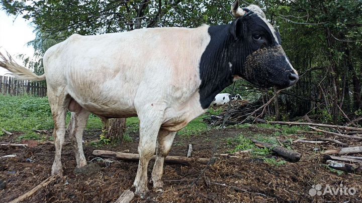 Бык, корова