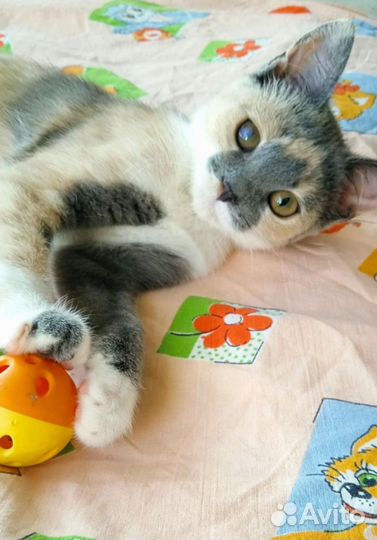Котенок Мила