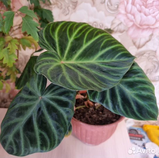 Филодендрон бородавчатый