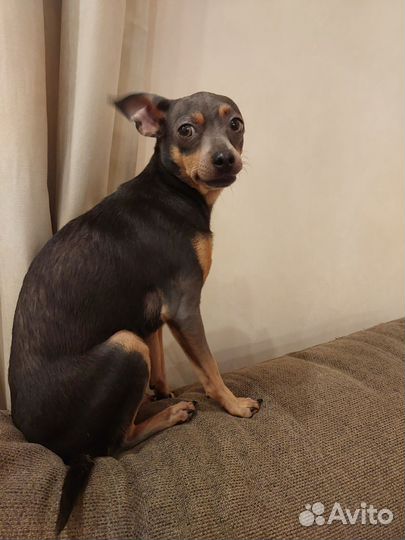 Русский той-терьер вязка