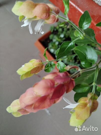 Комнатные цветы