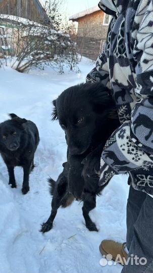 Взрослые щенки в добрые руки