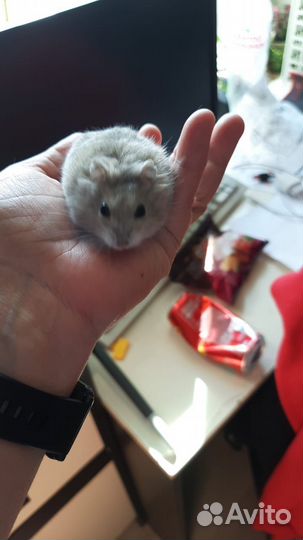 Джунгарский хомяк