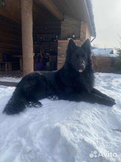 Вязка кобель немецой длинношерстной овчарки