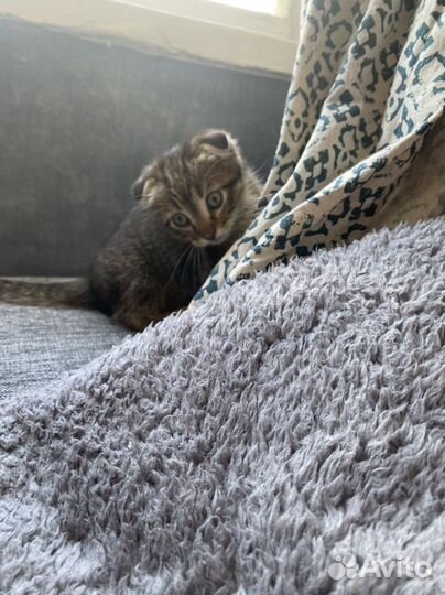 Котенок 1,5 мес