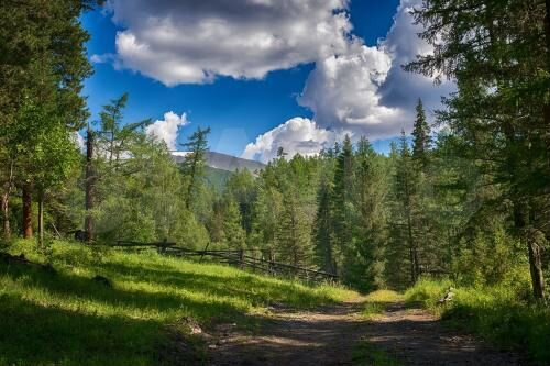 Алтайский лес фото Участок 7 га (СНТ, ДНП) на продажу в Горно-Алтайске Продажа земельных участков в