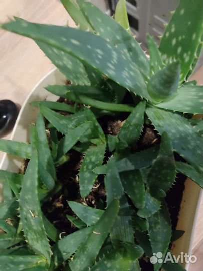 Цветок алоэ вера лечебное. Бактерицидное