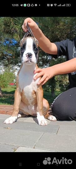 Щенки боксера