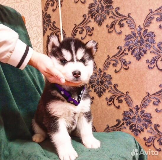 Щенки Сибирской хаски