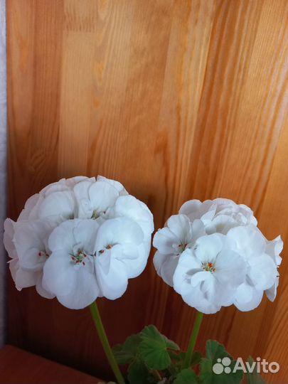 Пеларгония