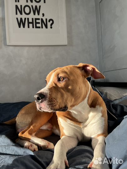 Американский стаффордширский терьер. для вязки