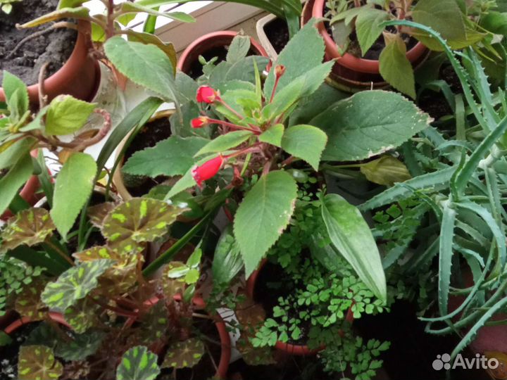 Глоксиния и другие цветы