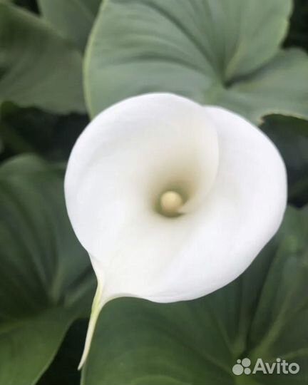 Белая калла