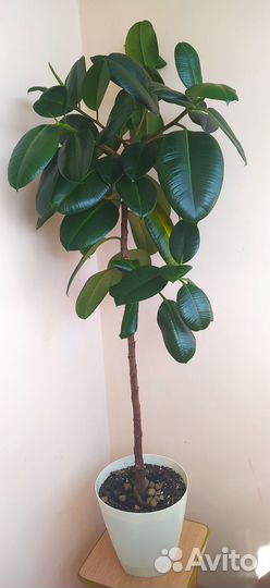 Фикус эластика робуста