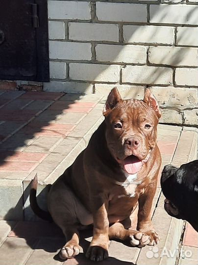 Щенок Американский булли девочка