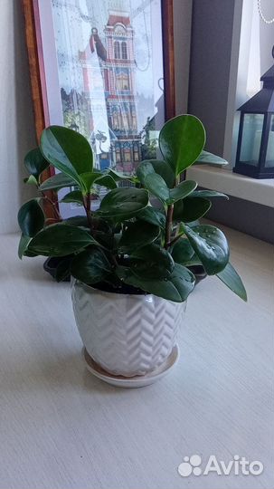 Пеперомия туполистная