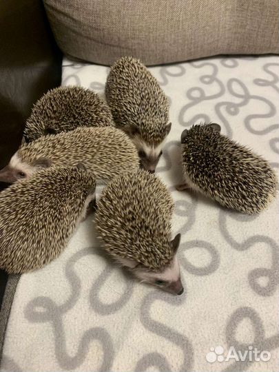 Африканский ежик