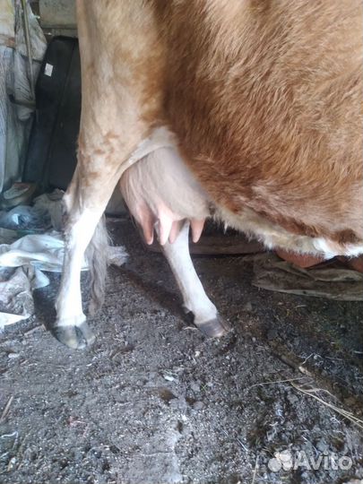Корова молодая выскоудойная