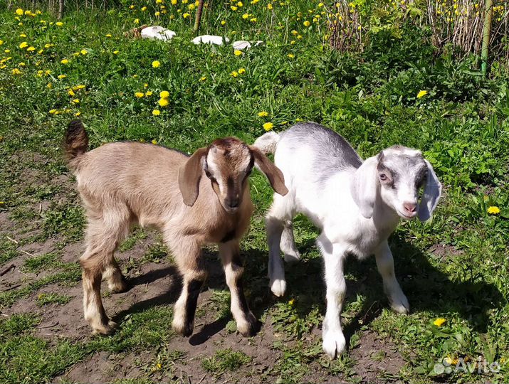 Полунубийские вислоухие козлята