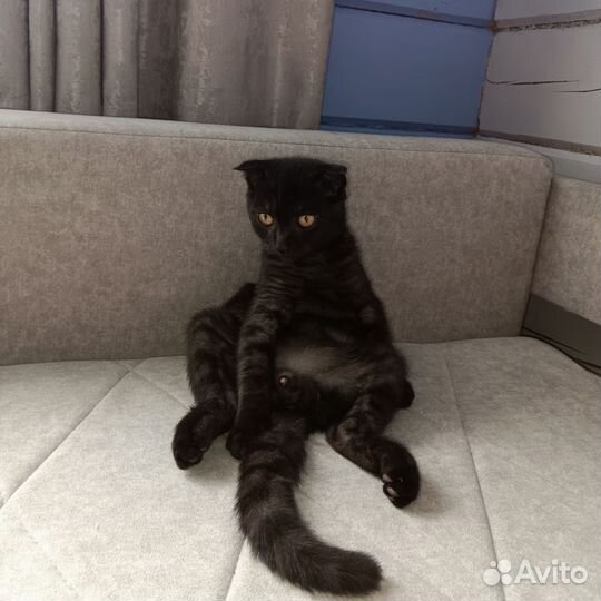 Вислоухий котБесплатно