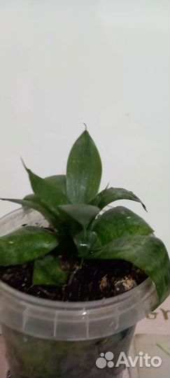 Сансевиерия