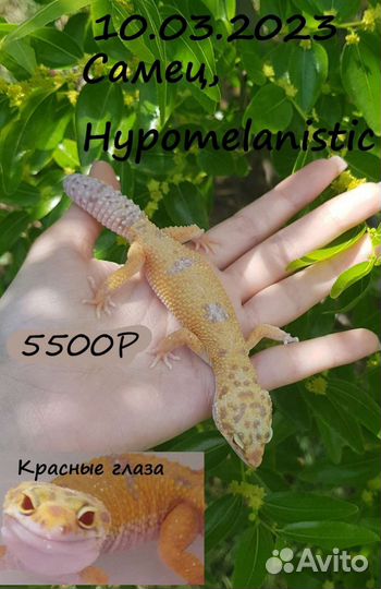 Геккон эублефар