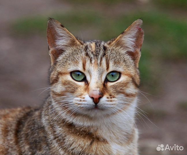 Кошка ищет дом
